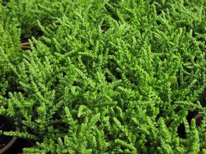 Crassula m.pseudolycopodiod 'Princess Pine'