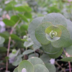Eucalyptus 'Baby Blue Spiral' Eucalyptus 'Baby Blue Spiral'