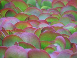 Kalanchoe  'Flapjack'