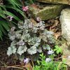 Heuchera  'Rave On'