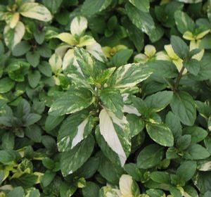 Mint 'Peppermint Variegated' Mint 'Peppermint Variegated'