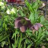 Helleborus  'Brandywine'