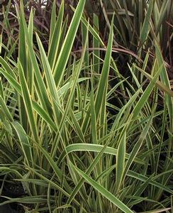 Phormium  'Wings of Gold'
