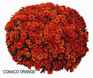 Chrysanthemum Belgian 'Conaco Orange'