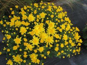 Chrysanthemum Belgian 'Cesaro Yellow'
