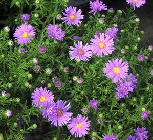 Aster 'Dragon'