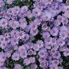 Aster  'Days'