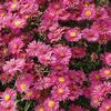 Aster  'Hazy'