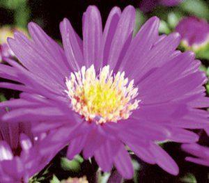 Aster  'Magic'