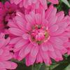 Aster  'Marie lll'