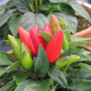 Ornamental Pepper  'Salsa Red'