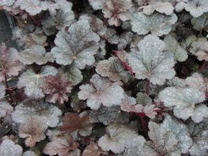 Heuchera americana 'Plum Pudding'