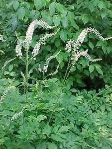 Actaea (Cimicifuga) racemosa