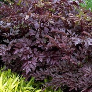 Actaea (Cimicifuga) simplex 'Black Negligee'