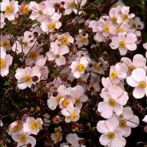 Anemone hupehensis