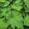 Heuchera macror. 'Autumn Bride'
