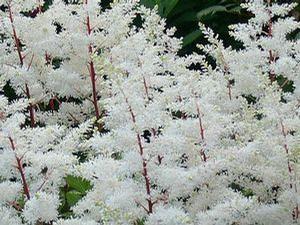 Astilbe 'Rock and Roll'