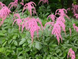 Astilbe thunbergii 'Straussenfeder' Astilbe thunbergii 'Straussenfeder'