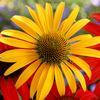 Echinacea  'Mac N' Cheese'
