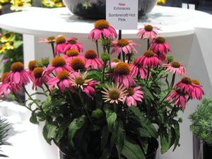Echinacea  'Sombrero Hot Pink'