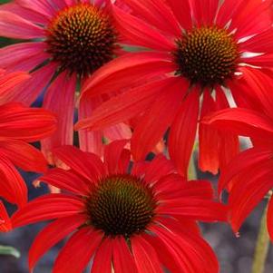 Echinacea  'Tomato Soup'
