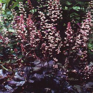 Heucherella  'Burnished Bronze'