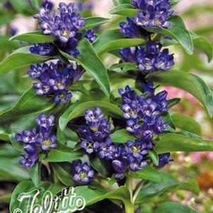 Gentiana crucitata 'Blue Cross'