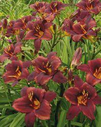 Hemerocallis  'Chocolate Candy'