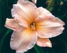 Hemerocallis  'Country Club'