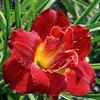 Hemerocallis  'Highland Lord'