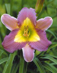 Hemerocallis  'Nile Crane'
