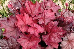 Heuchera  'Fire Chief'