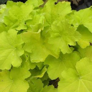 Heuchera villosa 'Citronelle'
