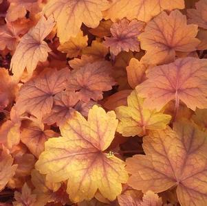 Heucherella 'Sweet Tea' Heucherella 'Sweet Tea'