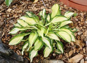 Hosta  'Peanut'