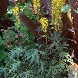 Ligularia  'Dragon's Breath'