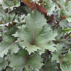 Ligularia dentata 'Osiris Fantaisie'