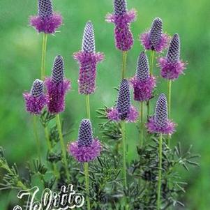Petalostemon (Dalea) purpureum 'Stephanie'