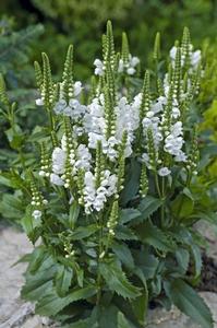 Physostegia virginiana 'Crystal Peak White'