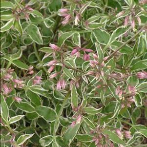 Polemonium  'Touch of Class'