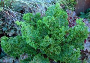 Athyrium f. femina 'Lady in Lace'