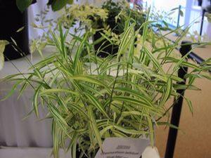 Chasmanthium  'River Mist'