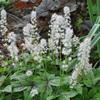 Tiarella cordifolia 'Octoraro'