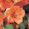 Abutilon  'Bella Apricot Shades'
