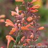 Agastache  'Acapulco Orange'