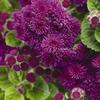 Ageratum  'Patina Purple'