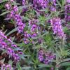 Angelonia  'Alonia Dark Blue'