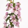 Angelonia  'Alonia Pink'