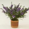 Angelonia  'Alonia Purple'