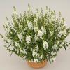 Angelonia  'Alonia White'